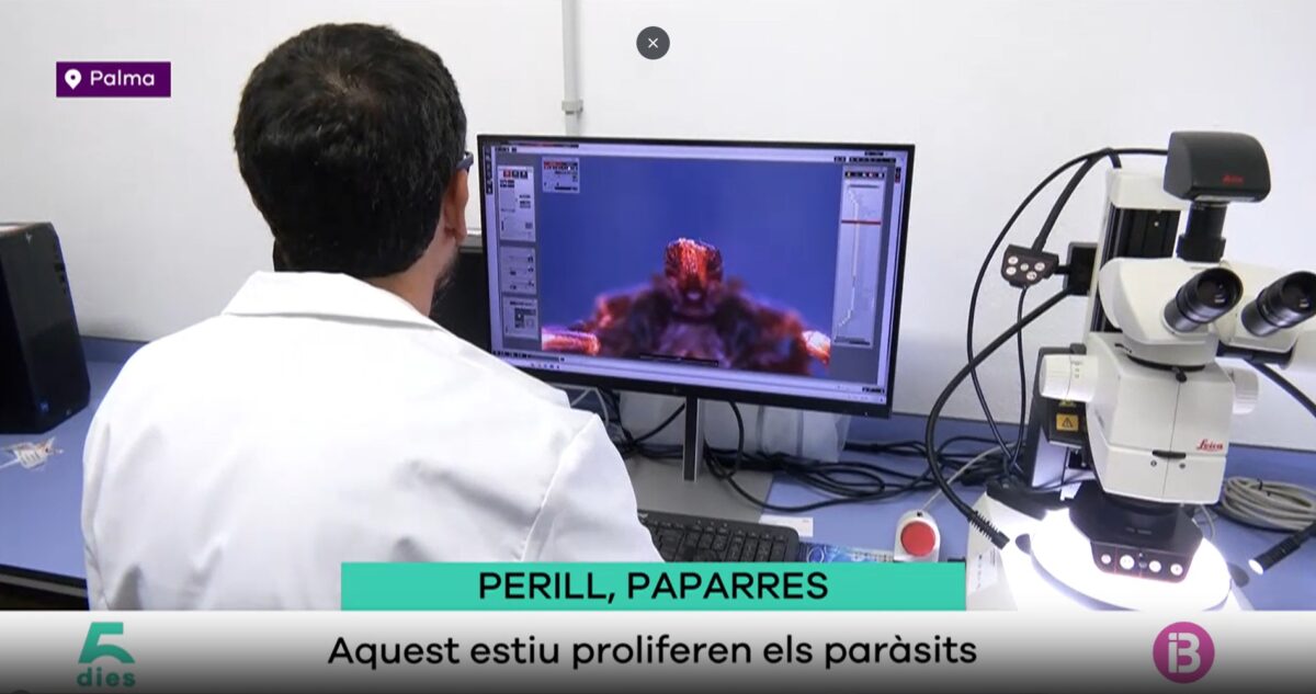 Com és una paparra de a prop? El Dr. Miranda la revela a ‘Cinc dies’ d’IB3